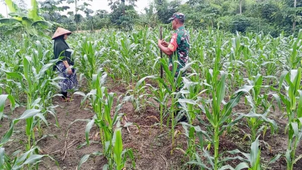 Babinsa Jajaran Korem 012/TU Turun Langsung Bantu Petani Rawat Tanaman Jagung