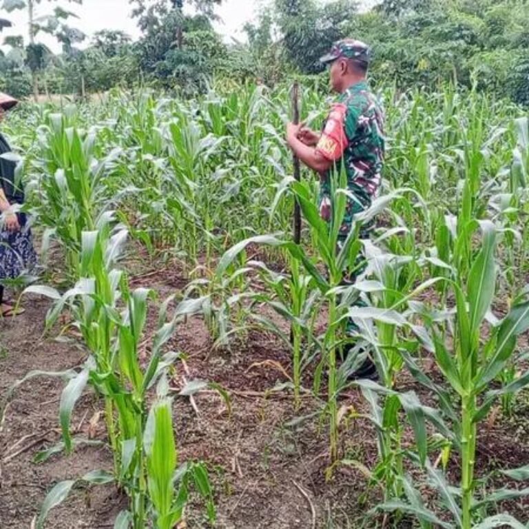 Babinsa Jajaran Korem 012/TU Turun Langsung Bantu Petani Rawat Tanaman Jagung