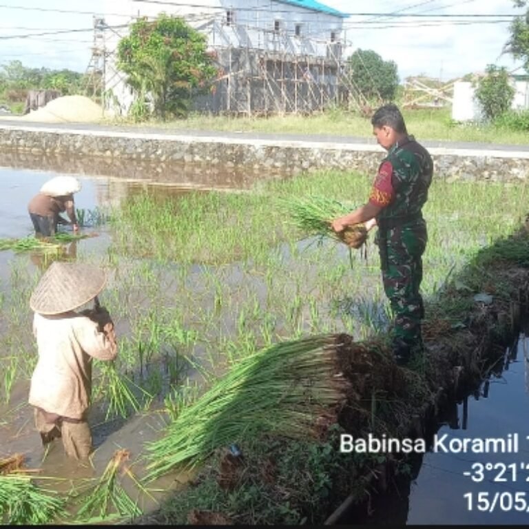 ‎Turun Langsung ke Sawah, Babinsa Dampingi Petani Laksanakan Program Luas Tambah Tanam