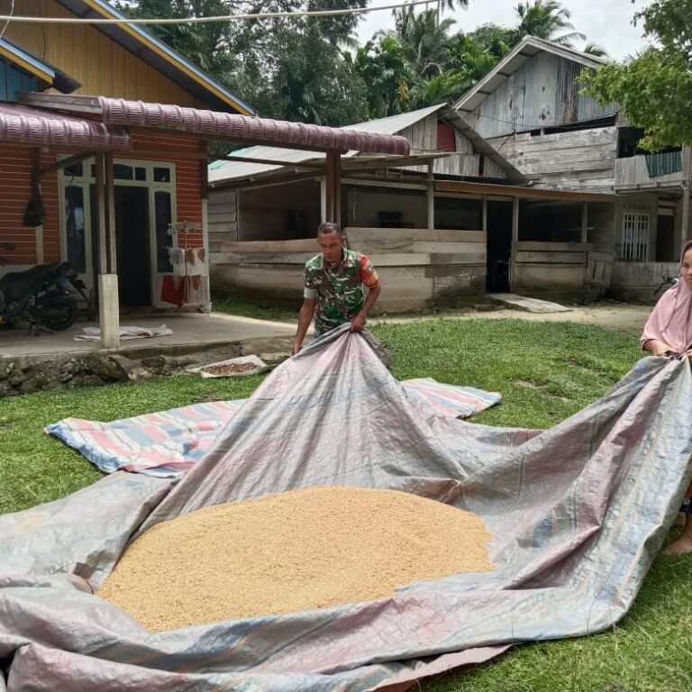 Wujud Kepedulian TNI, Babinsa Teupah Selatan Turun Langsung Bantu Petani Jemur Gabah