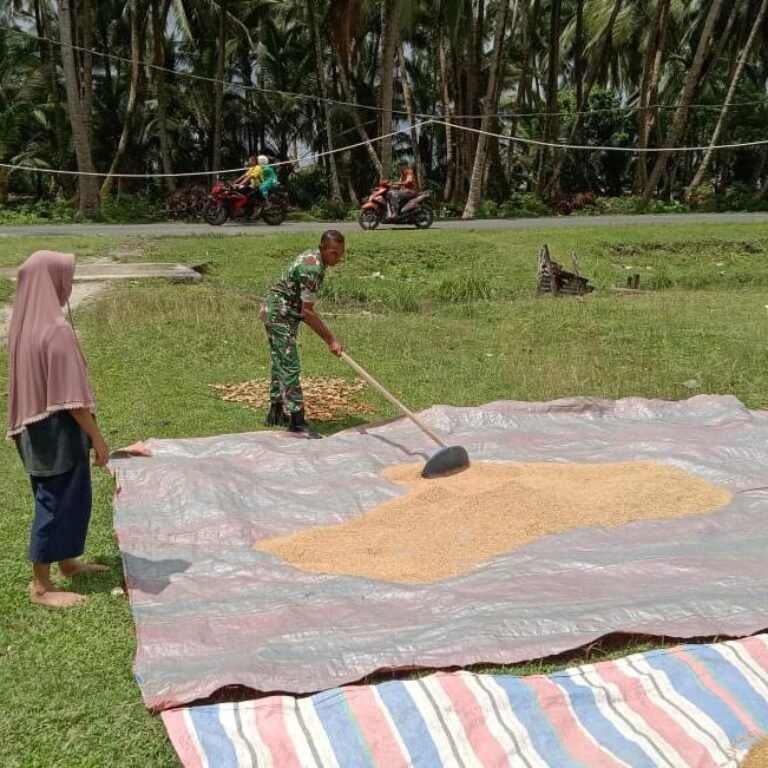 Babinsa Simeulue Aktif Dukung Petani dalam Kegiatan Pascapanen Padi