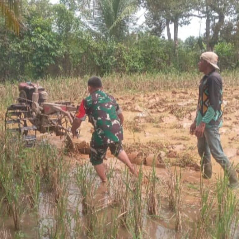 Koramil 09/Samatiga Aktif Dampingi Petani untuk Perkuat Ketahanan Pangan Daerah