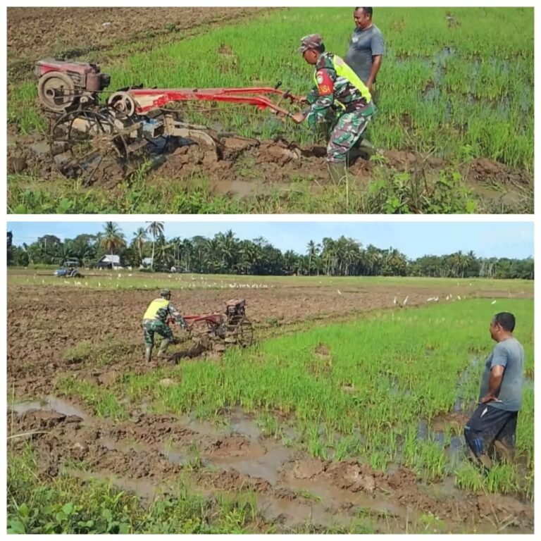 Wujud Kemanunggalan TNI-Rakyat, Babinsa Bantu Petani Bajak Sawah di Aceh Barat