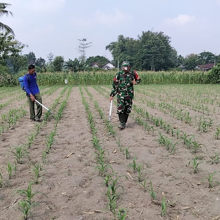 Babinsa Srengat Dampingi Petani Jagung Gunakan Pupuk Organik Cair di Blitar