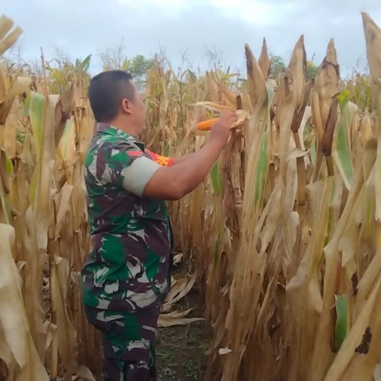 Koramil 06/Teunom Tinjau Perkembangan Jagung Milik Warga Jelang Masa Panen