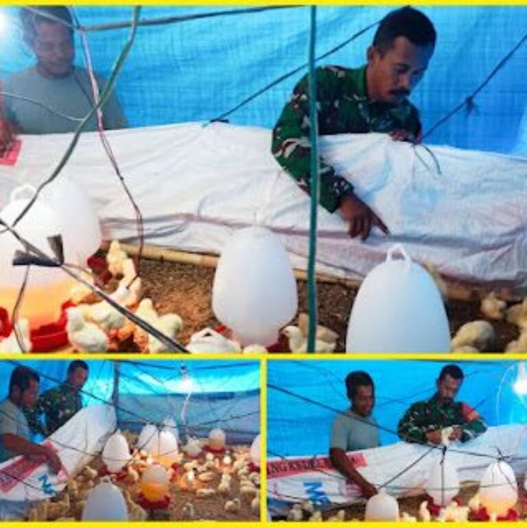 Jajaran Korem 012/TU Dukung Ketahanan Pangan Lewat Pendampingan Peternak Ayam Pedaging