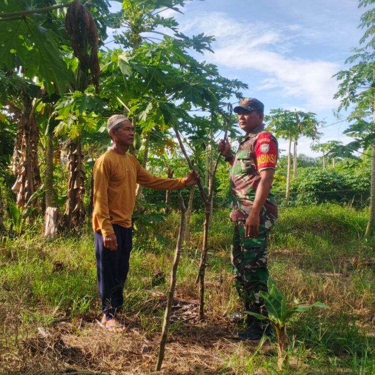 Babinsa Setia Bakti Dampingi Petani Pepaya dan Jagung untuk Perkuat Swasembada Pangan