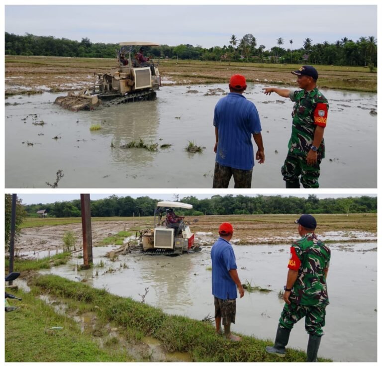 Babinsa Posramil 06 Bubon Peduli Petani Aceh Barat dengan Kegiatan Membajak Sawah
