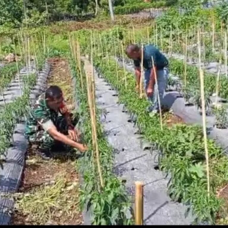 Jajaran Korem 012/Teuku Umar Perkuat Ketahanan Pangan Lewat Pendampingan Petani Cabai di Sabang