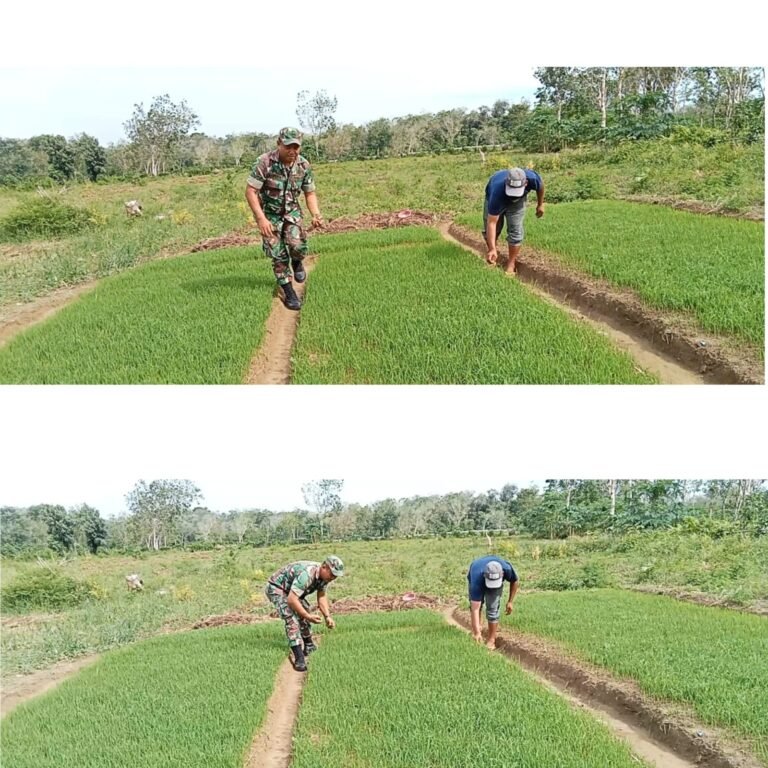 Babinsa Koordinasikan Kendala Petani untuk Perkuat Produktivitas Pertanian