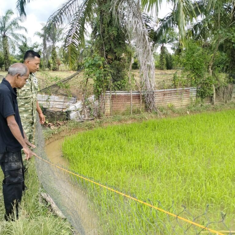 Babinsa dan Petani Bersinergi Awasi Pertumbuhan Bibit Padi Demi Panen Maksimal