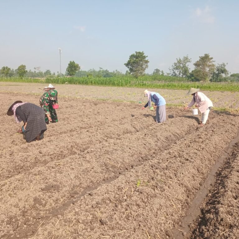 Turun ke Sawah, Babinsa Desa Pikatan Bantu Percepatan Tanam Palawija Petani