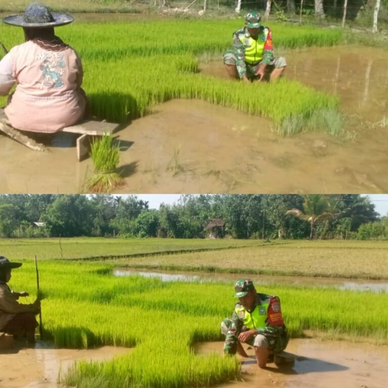 Pendampingan Pertanian Babinsa Kaway XVI Tingkatkan Semangat Petani Desa Marek