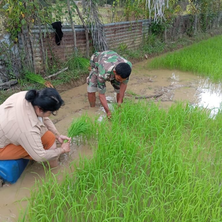 Babinsa Aceh Barat Turun ke Sawah Bantu Petani Cabut Bibit Padi, Perkuat Ketahanan Pangan Nasional