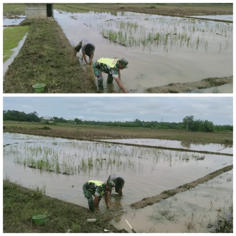 Ketahanan Pangan Nasional Diperkuat, Babinsa Woyla Barat Dampingi Petani Kelola Sawah