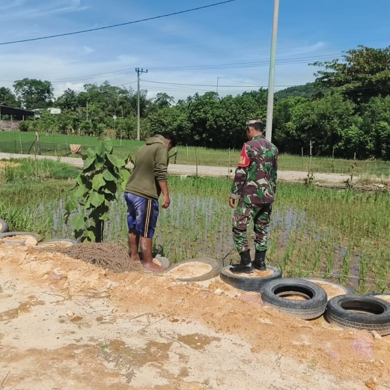 Babinsa Jaya Pantau Pertumbuhan Padi Petani, Pastikan Tanaman Tumbuh Optimal di Awal Masa Tanam
