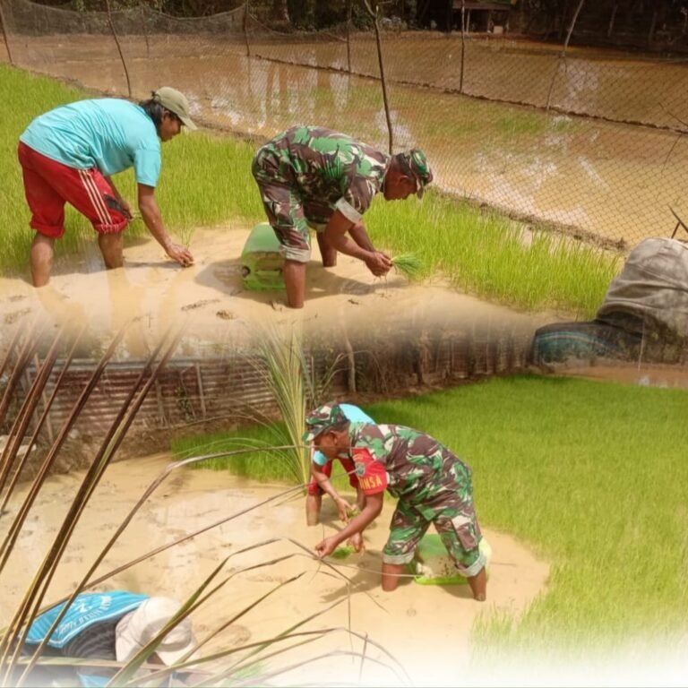 Babinsa Samatiga Kawal Musim Tanam Padi, Petani Aceh Barat Semakin Semangat Tingkatkan Produksi