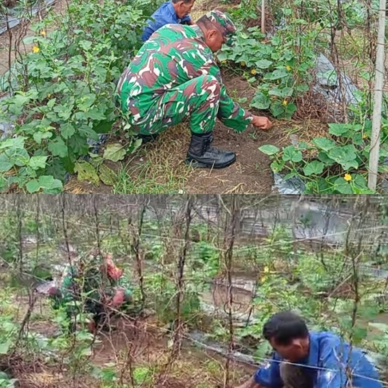 Babinsa Koramil 04/Meureubo Bersama Petani Bersihkan Gulma untuk Optimalkan Produksi Mentimun