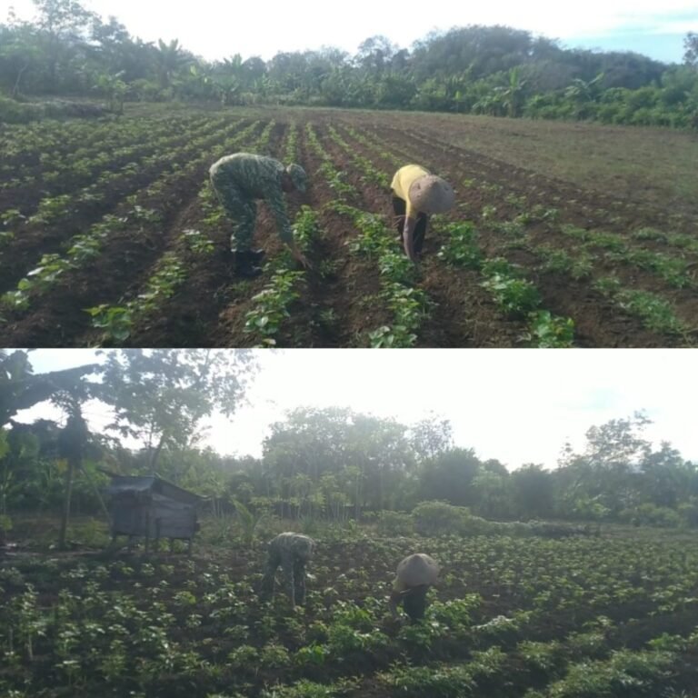 Perkuat Ketahanan Pangan, Babinsa Posramil 05/PC Bantu Perawatan Ubi Jalar Milik Warga