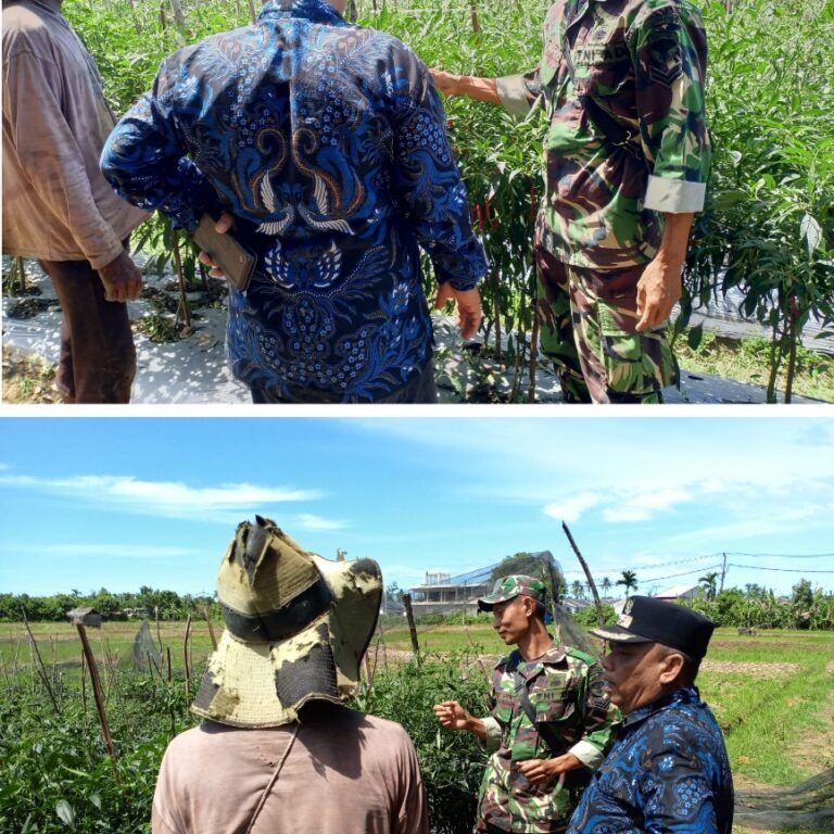 Dukung Pertanian Lokal, Tiga Pilar Sambangi Lahan Cabai Merah di Meureubo