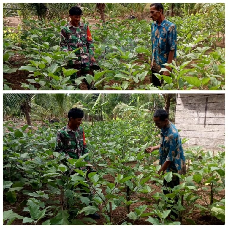 Pendampingan Babinsa Efektif Tekan Serangan Ulat pada Lahan Terong di Woyla Barat