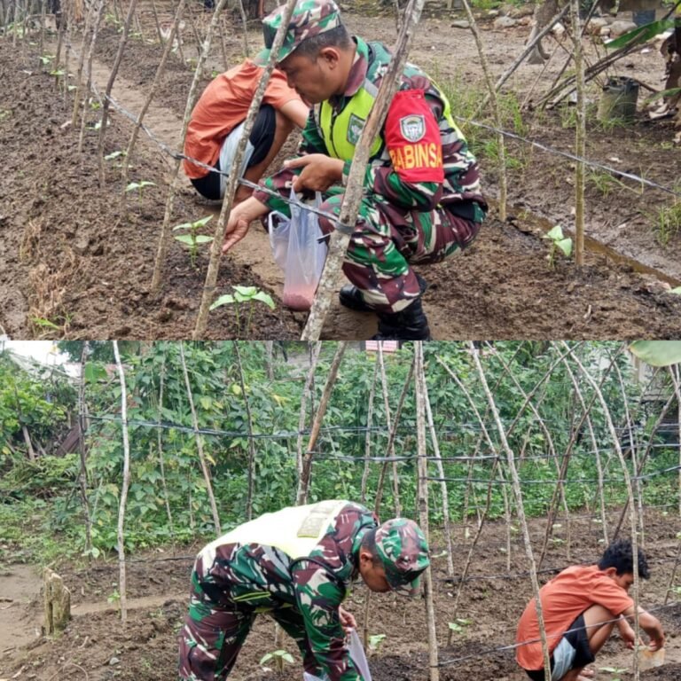 TNI Hadir di Tengah Petani, Babinsa Kaway XVI Bantu Perawatan Kacang Panjang Warga