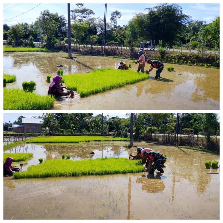 Pendampingan Babinsa Dorong Produktivitas Petani dan Sukseskan Swasembada Pangan