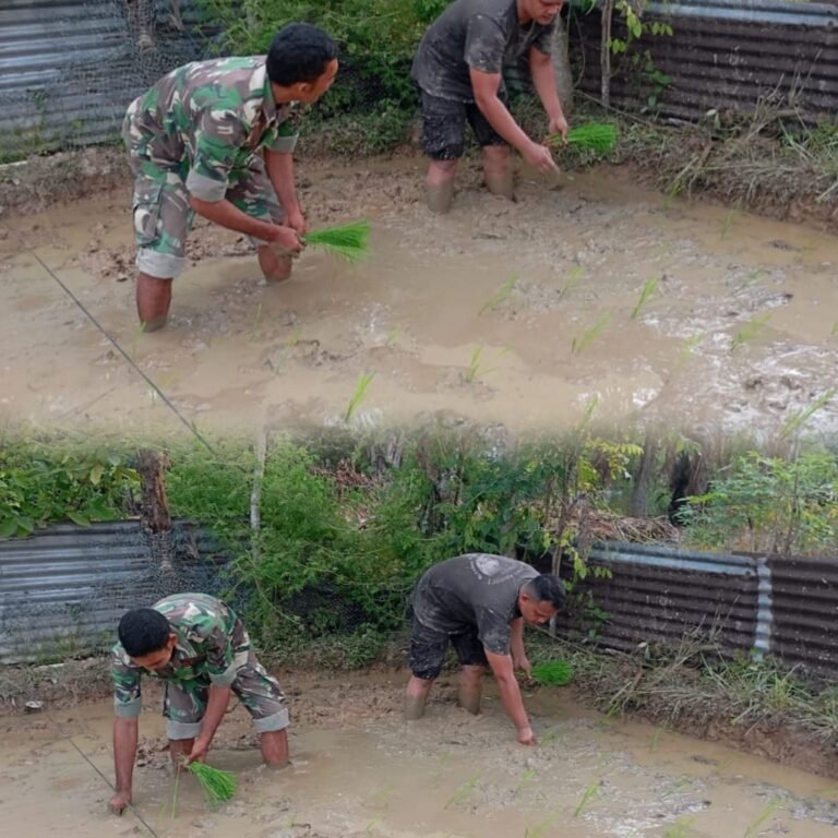 Babinsa dan Petani Bahu-Membahu di Lahan Sawah, Wujud Nyata Ketahanan Pangan