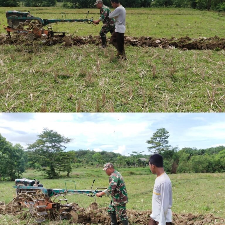 Ketahanan Pangan Jadi Prioritas, Babinsa Meureubo Dampingi Petani Bajak Sawah di Peunaga Pasi