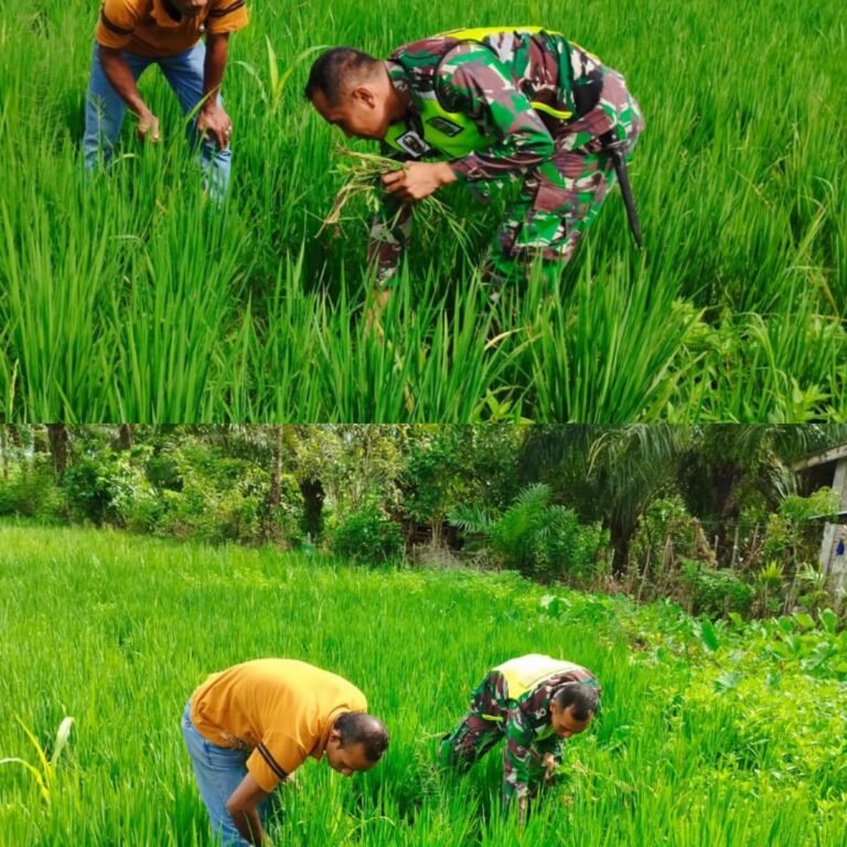 Perangi Gulma di Persawahan, Babinsa dan Petani Bersinergi Tingkatkan Produksi Pangan