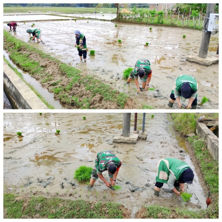 Ketahanan Pangan Dimulai dari Sawah, Babinsa Bubon Dampingi Petani Masa Tanam Padi