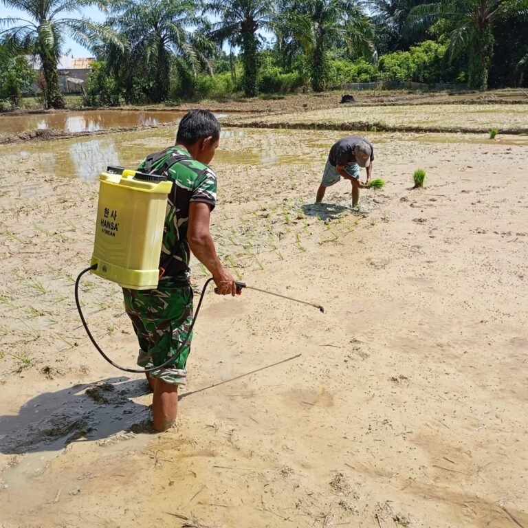 Dukung Ketahanan Pangan Nasional, Babinsa Kodim 0105/Aceh Barat Turun Langsung Rawat Tanaman Padi
