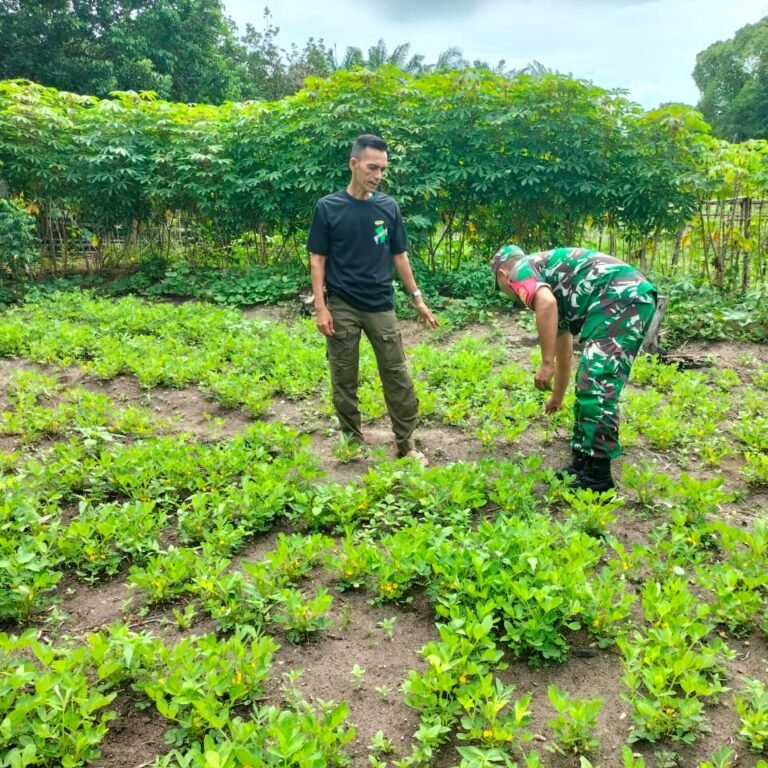 Babinsa Kodim 0114/Aceh Jaya Pantau Pertumbuhan Kacang Tanah di Panga, Dukung Ketahanan Pangan dan Produktivitas Petani
