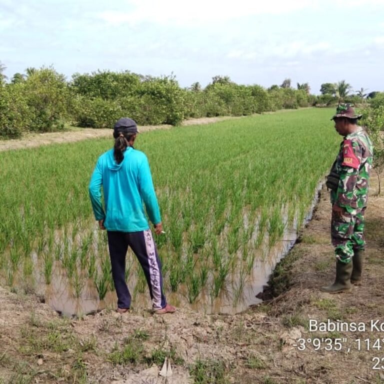 ‎Pendampingan Babinsa: Tingkatkan Luas Tanam untuk Kesejahteraan Petani Barito Kuala
