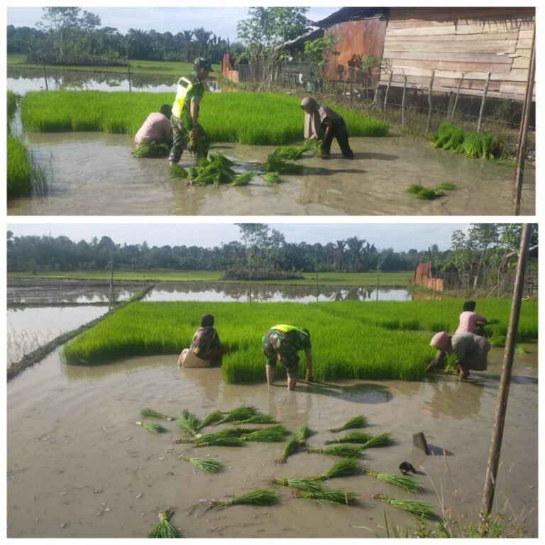 Dukung Swasembada Pangan Nasional, Babinsa Aceh Barat Turun Langsung Dampingi Petani Padi