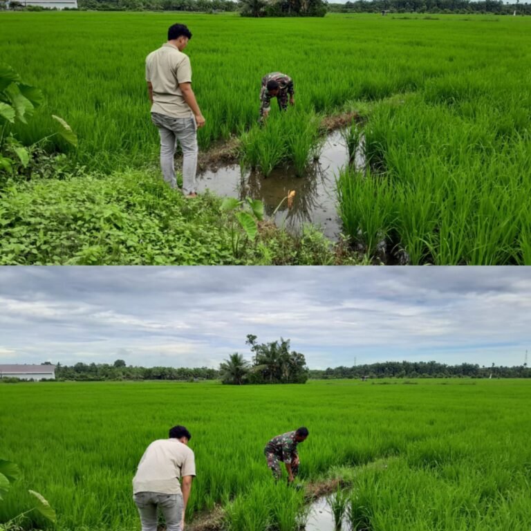 Perkuat Ketahanan Pangan dari Desa, Babinsa Kaway XVI Aktif Kawal Budidaya Padi Warga