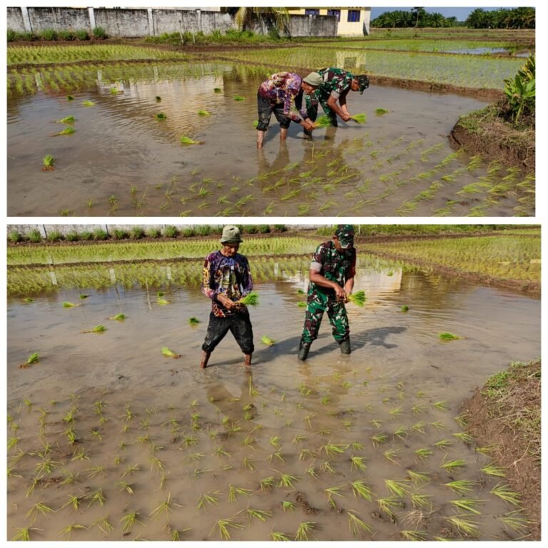 Dari Sawah untuk Negeri, Babinsa Aceh Barat Perkuat Produksi Pangan Bersama Petani