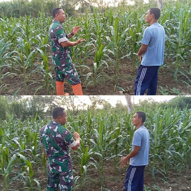 Dukung Swasembada Pangan, Babinsa Aceh Barat Monitoring Tanaman Jagung Milik Warga
