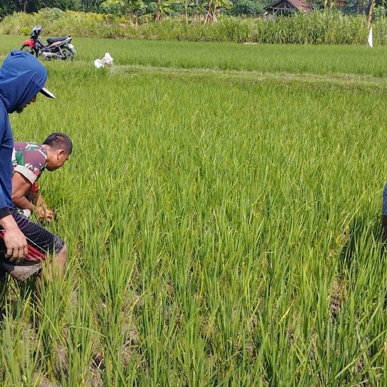 Dukung Swasembada Pangan Babinsa Koramil 0808/11 Binangun Bantu Bersihkan Sawah Padi Bapak Harno di Blitar