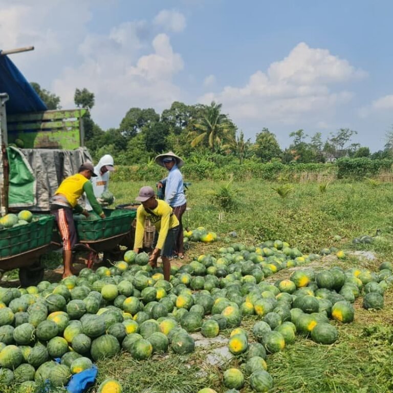 Kisah Sukses Kompi Produksi Kodim 0808/Blitar: Mengoptimalkan Lahan untuk Kemakmuran Masyarakat