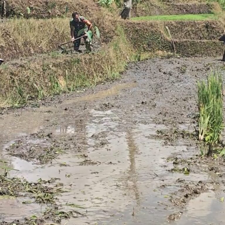 Sertu Krida Babinsa Selorejo Turun Langsung ke Sawah