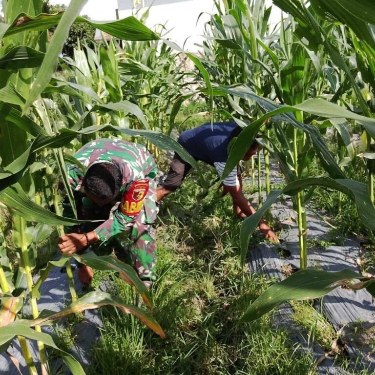 Serma Yanel Prasasti dan Masyarakat Piobang Bergerak Bersama untuk Pertanian Berkualitas
