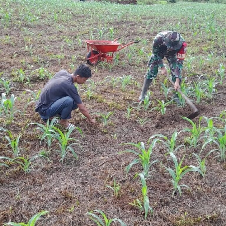 Serda Rangga Pratama Turun Langsung Lawan Gulma di Suliki