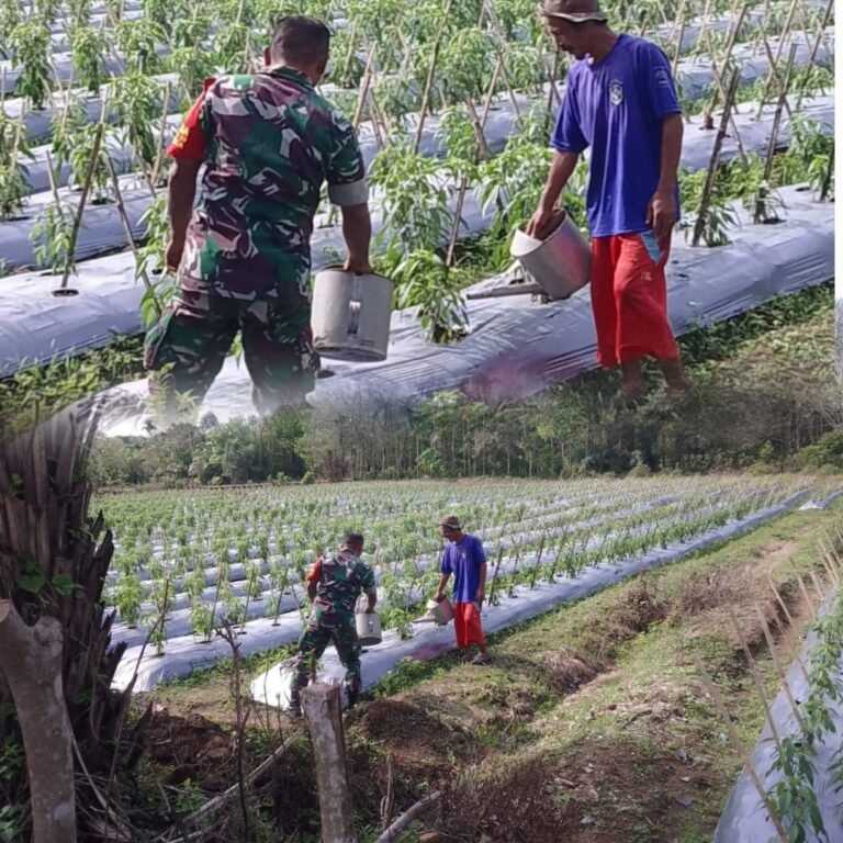 Babinsa dan Petani Bahu-Membahu Rawat Cabai Demi Tingkatkan Produktivitas Pertanian