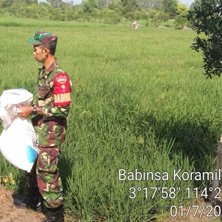 Wujudkan Swasembada Pangan, Babinsa Dampingi Petani Perluas Areal Tanam di Tamban‎