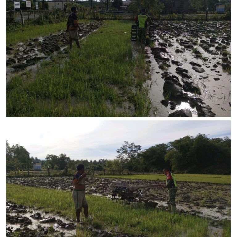 Babinsa Kodim 0105/Aceh Barat Percepat Masa Tanam Kedua dengan Membajak Sawah Warga