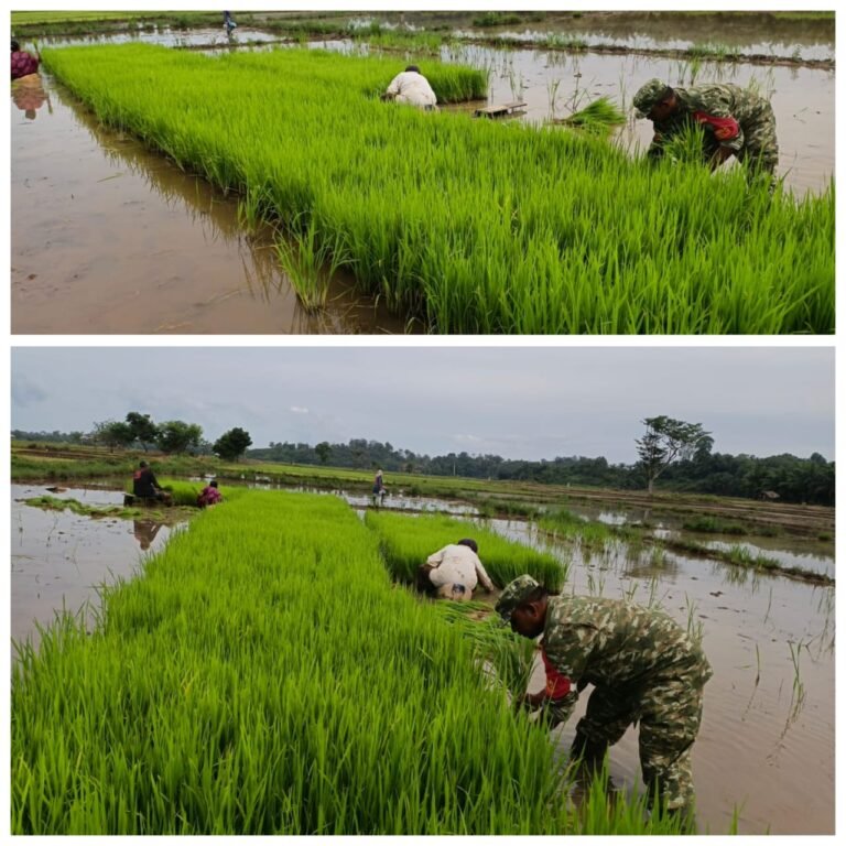 Pendampingan Pertanian Berkelanjutan, Babinsa Aceh Barat Bantu Petani di Desa Alue Perman
