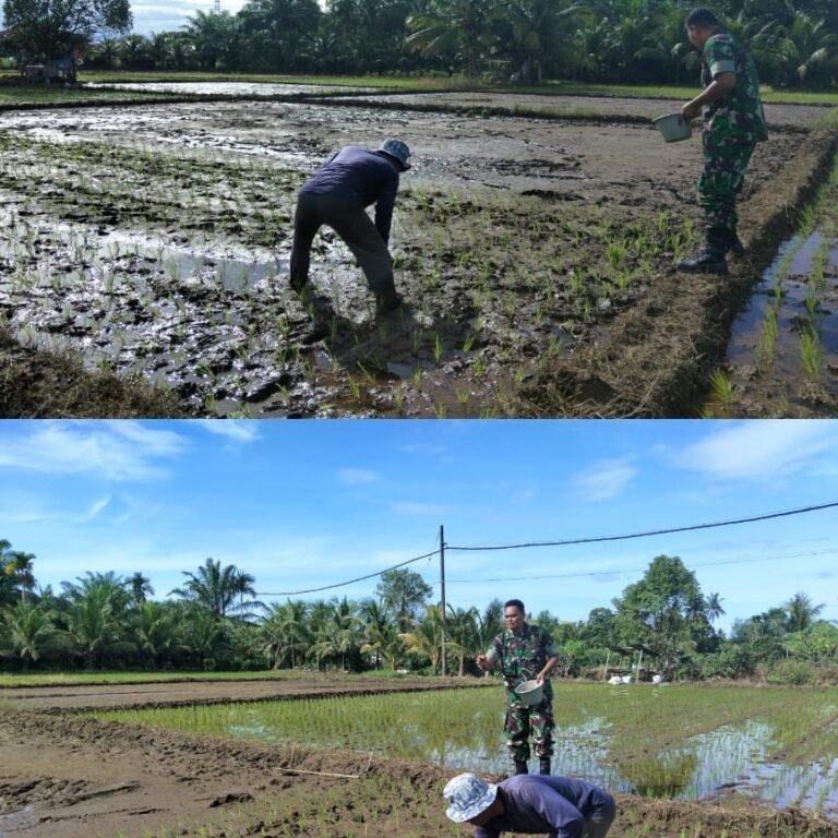 Pemupukan Jadi Fokus Pendampingan Babinsa untuk Dorong Produksi Padi di Meureubo