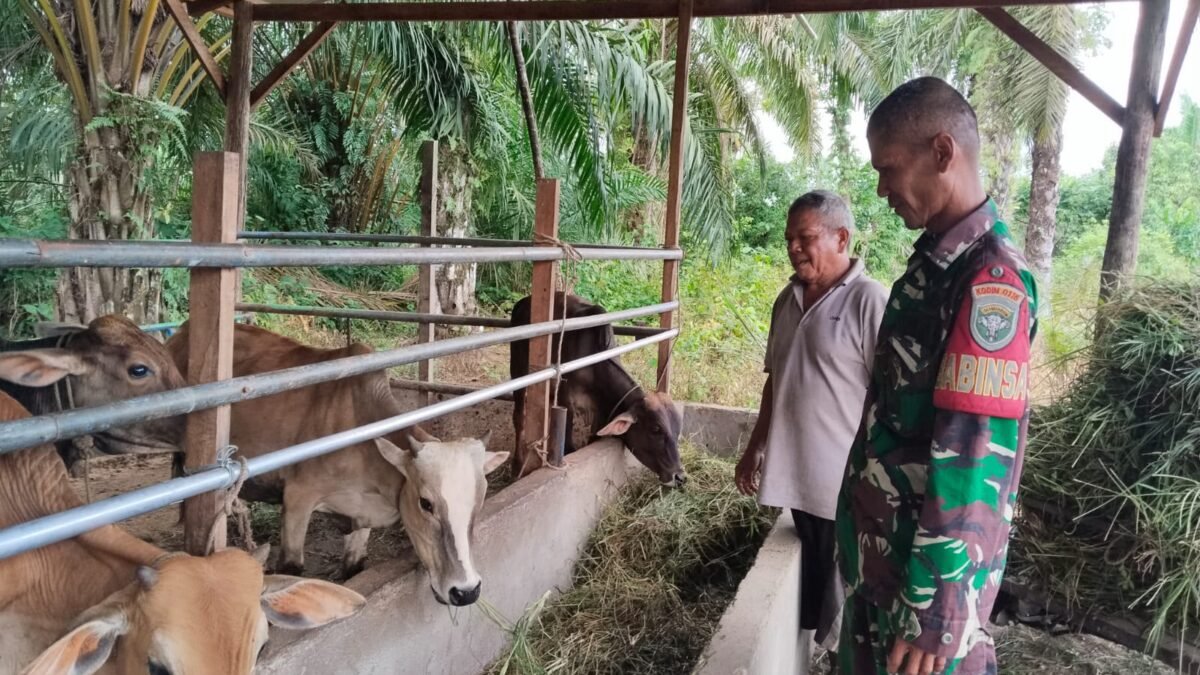 Babinsa Koramil 01/Simpang Kiri Dorong Peternak Tingkatkan Kualitas dan Hasil Produksi Ternak