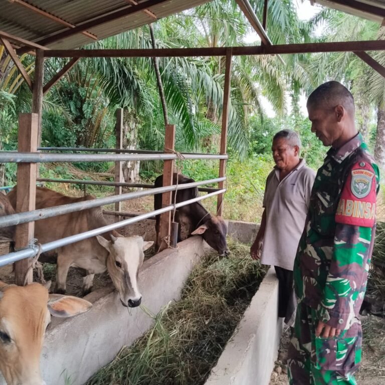 Babinsa Koramil 01/Simpang Kiri Dorong Peternak Tingkatkan Kualitas dan Hasil Produksi Ternak